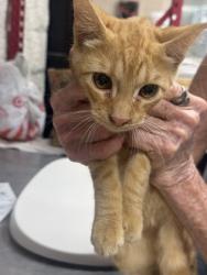 Shelter Stray Male Cat last seen Near MARTIN ST, East District, TX, 355 Hillshire Dr, Haslet, TX 76052, USA