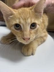 Shelter Stray Male Cat last seen Near MARTIN ST, East District, TX, 355 Hillshire Dr, Haslet, TX 76052, USA