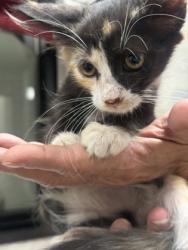 Shelter Stray Female Cat last seen Near MARTIN ST, East District, TX, 355 Hillshire Dr, Haslet, TX 76052, USA