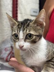 Shelter Stray Female Cat last seen Near MARTIN ST, East District, TX, 355 Hillshire Dr, Haslet, TX 76052, USA