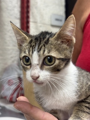 Shelter Stray Female Cat last seen Near MARTIN ST, East District, TX, 355 Hillshire Dr, Haslet, TX 76052, USA