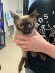 Shelter Stray Female Cat last seen Near Martin St, East District, TX, 355 Hillshire Dr, Haslet, TX 76052, USA
