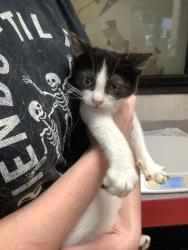 Shelter Stray Male Cat last seen Near Martin St, East District, TX, 355 Hillshire Dr, Haslet, TX 76052, USA