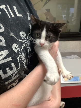 Shelter Stray Male Cat last seen Near Martin St, East District, TX, 355 Hillshire Dr, Haslet, TX 76052, USA