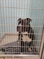 Shelter Stray Male Dog last seen 136th St and Prairie Baptist Rd, Fishers City, IN, 10501 Hague Rd, Fishers, IN 46038, USA
