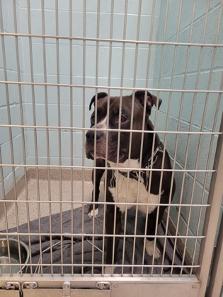 Shelter Stray Male Dog last seen 136th St and Prairie Baptist Rd, Fishers City, IN, 10501 Hague Rd, Fishers, IN 46038, USA