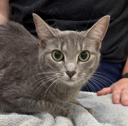 Shelter Stray Female Cat last seen Near SR 32 E Lot 13, Hamilton County, IN, 10501 Hague Rd, Fishers, IN 46038, USA
