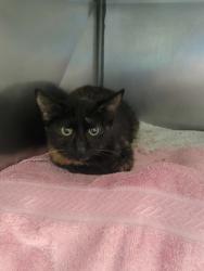 Shelter Stray Female Cat last seen Hazel Dell Rd and 146th St, Noblesville City, IN, 10501 Hague Rd, Fishers, IN 46038, USA