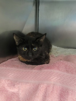 Shelter Stray Female Cat last seen Hazel Dell Rd and 146th St, Noblesville City, IN, 10501 Hague Rd, Fishers, IN 46038, USA