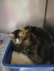 Shelter Stray Unknown Cat last seen River Glen Dr and 116th St, Fishers City, IN, 10501 Hague Rd, Fishers, IN 46038, USA