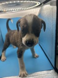 Shelter Stray Male Dog last seen Near Asheville Hwy, Knox County ASO, TN, 3201 Division St, Knoxville, TN 37919, USA
