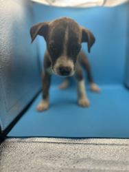 Shelter Stray Male Dog last seen Near Asheville Hwy, Knox County ASO, TN, 3201 Division St, Knoxville, TN 37919, USA