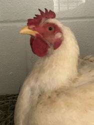 Shelter Stray Male Chicken last seen Near Asheville Hwy, City of Knoxville ASO, TN, 3201 Division St, Knoxville, TN 37919, USA