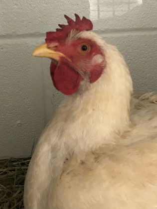 Shelter Stray Male Chicken last seen Near Asheville Hwy, City of Knoxville ASO, TN, 3201 Division St, Knoxville, TN 37919, USA