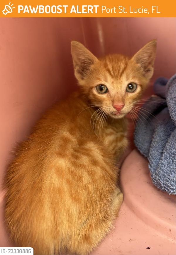 Found/Stray Unknown Cat last seen Port St. Lucie, Port St. Lucie, FL 34986
