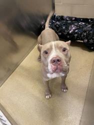 Shelter Stray Male Dog last seen Near E. Wheatland Rd., Duncanville, TX, 1150 E Pleasant Run Rd, Cedar Hill, TX 75104, USA