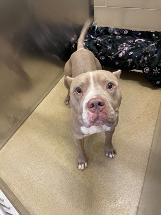 Shelter Stray Male Dog last seen Near E. Wheatland Rd., Duncanville, TX, 1150 E Pleasant Run Rd, Cedar Hill, TX 75104, USA