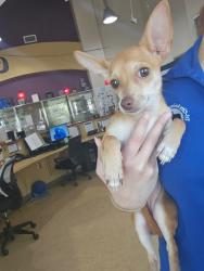 Shelter Stray Female Dog last seen Near Blk of Jones St, Cedar Hill, TX, 1150 E Pleasant Run Rd, Cedar Hill, TX 75104, USA