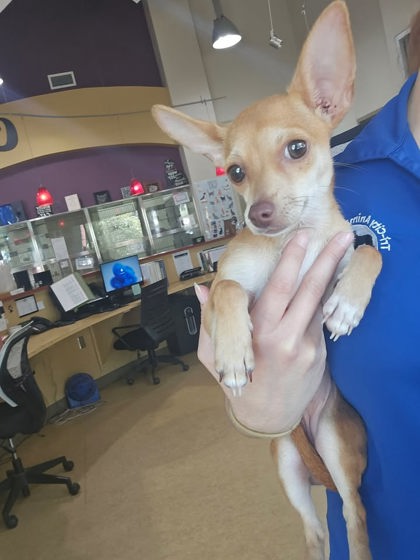 Shelter Stray Female Dog last seen Near Blk of Jones St, Cedar Hill, TX, 1150 E Pleasant Run Rd, Cedar Hill, TX 75104, USA