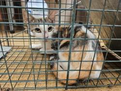Shelter Stray Female Cat last seen Near blk of Cliffwood Ct, Duncanville, TX, 1150 E Pleasant Run Rd, Cedar Hill, TX 75104, USA