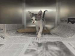 Shelter Stray Male Cat last seen Near Lyndon B Johnson, 75150, TX, 1650 Gross Rd, Mesquite, TX 75149, USA