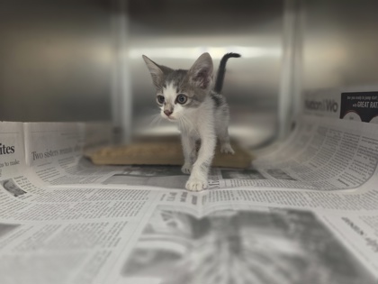 Shelter Stray Male Cat last seen Near Lyndon B Johnson, 75150, TX, 1650 Gross Rd, Mesquite, TX 75149, USA
