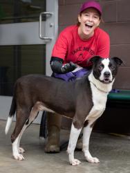 Shelter Stray Male Dog last seen Near Candler Rd, 30034, GA, 3280 Chamblee Dunwoody Rd, Chamblee, GA 30341, USA