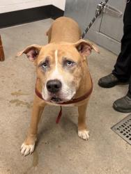 Shelter Stray Male Dog last seen Near W 117, 1st District, OH, 9203 Detroit Ave, Cleveland, OH 44102, USA