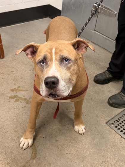 Shelter Stray Male Dog last seen Near W 117, 1st District, OH, 9203 Detroit Ave, Cleveland, OH 44102, USA