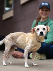 Shelter Stray Male Dog last seen Near 2nd Ave, Decatur, GA 30032, 30032, GA, 3280 Chamblee Dunwoody Rd, Chamblee, GA 30341, USA