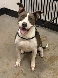 Shelter Stray Female Dog last seen w 44 & denison, 2nd District, OH, 9203 Detroit Ave, Cleveland, OH 44102, USA