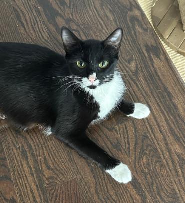 Shelter Stray Female Cat last seen Near Lake Ridge Lane, Dunwoody Atlanta GA 30338, 30338, GA, 3280 Chamblee Dunwoody Rd, Chamblee, GA 30341, USA