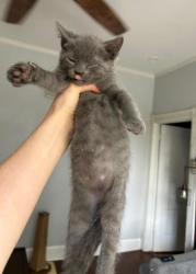 Shelter Stray Male Cat last seen Near Lake Ridge Lane, Dunwoody Atlanta GA 30338, 30338, GA, 3280 Chamblee Dunwoody Rd, Chamblee, GA 30341, USA