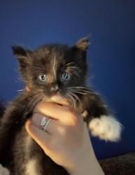 Shelter Stray Male Cat last seen Near Lake Ridge Lane, Dunwoody Atlanta GA 30338, 30338, GA, 3280 Chamblee Dunwoody Rd, Chamblee, GA 30341, USA