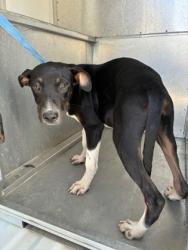 Shelter Stray Male Dog last seen Near tradition- FH, FOREST HILL, TX, 3961 Bluebell Dr, Everman, TX 76140, USA
