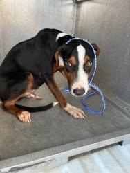 Shelter Stray Male Dog last seen Near tradition- FH, FOREST HILL, TX, 3961 Bluebell Dr, Everman, TX 76140, USA