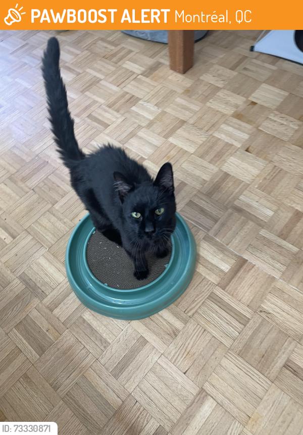 Found/Stray Male Cat last seen Rue Saint-Andre & Rue Saint-Catherine E, Montréal, QC 