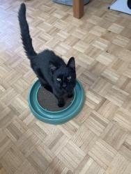 Found/Stray Male Cat last seen Rue Saint-Andre & Rue Saint-Catherine E, Montréal, QC 