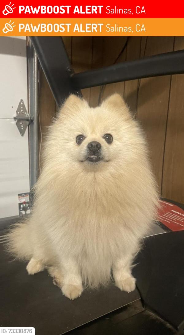Lost Male Dog last seen jasper way salinas ca, Salinas, CA 93906