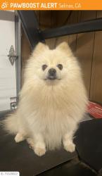 Lost Male Dog last seen jasper way salinas ca, Salinas, CA 93906