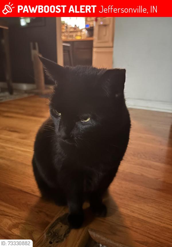 Lost Female Cat last seen Oak Park neighborhood, Acorn, Dogwood and surrounding streets, Jeffersonville, IN 47130