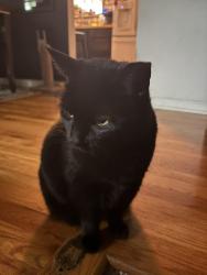 Lost Female Cat last seen Oak Park neighborhood, Acorn, Dogwood and surrounding streets, Jeffersonville, IN 47130