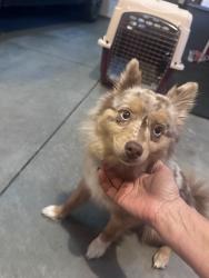 Reunited Female Dog last seen Greenhurst and 12, Nampa, ID 83686