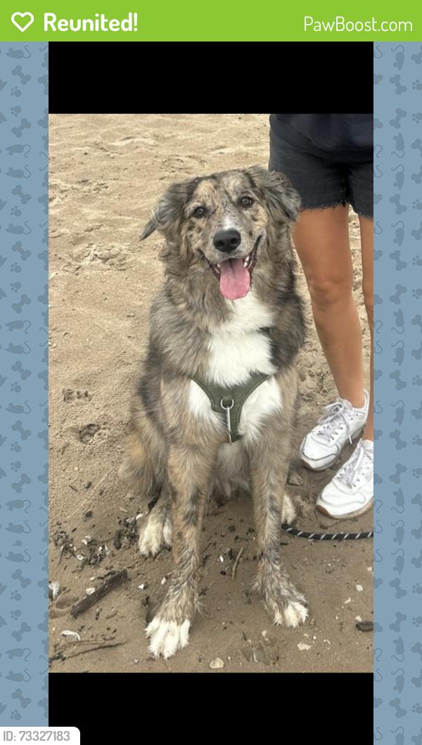 Reunited Female Dog last seen Brady street/ Farwell/ prospect ave, Milwaukee, WI 53211