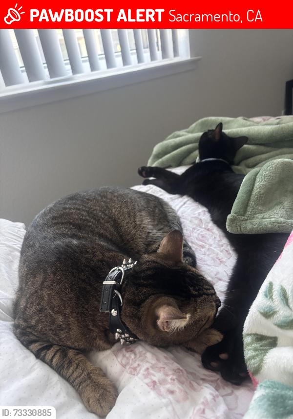 Lost Male Cat last seen Young Street, Sacramento, CA 95824