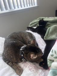 Lost Male Cat last seen Young Street, Sacramento, CA 95824
