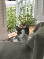 Found/Stray Unknown Cat last seen Palace street, London, ON N6B 3A7