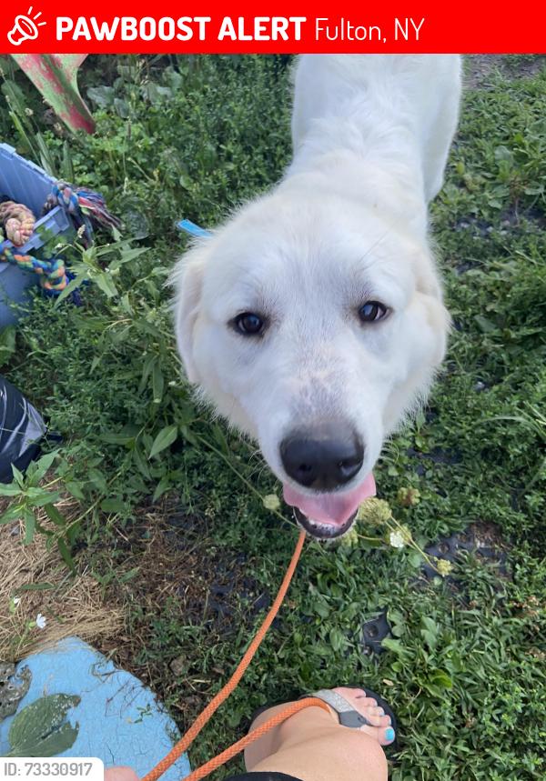 Lost Female Dog last seen Russell road, county route 8, county route 55, Fulton, NY 13069