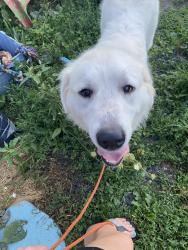 Lost Female Dog last seen Russell road, county route 8, county route 55, Fulton, NY 13069