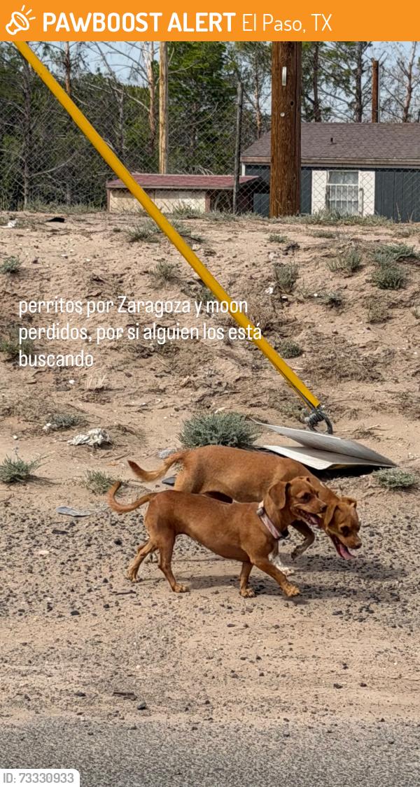 Found/Stray Unknown Dog last seen Vista mark, El Paso, TX 79927